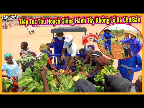 Tiếp Tục Thu Hoạch Giống Hành Tây Khồng Lồ Đem Ra Chợ Bán