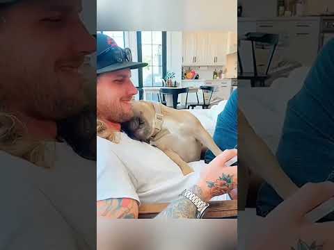 #cat #dog #dogs #cut #cute #love #lovecats #lovedogs #funny #virla #viralvideo #foryou #foryoupage
