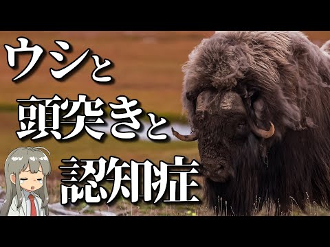 【衝撃の事実】頭突きで認知症になるジャコウウシ【解説】