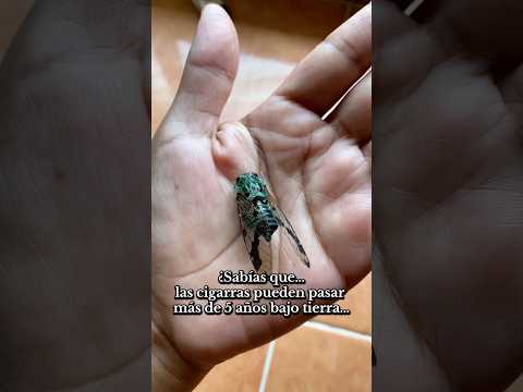 Sabias esto de las cigarras #reels #nature #naturaleza #campomexicano
