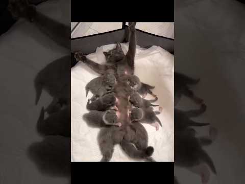 かわいい猫たちの癒される動画一覧 サムネイル