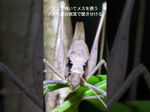 うるさい鳴き声(文字つき)
