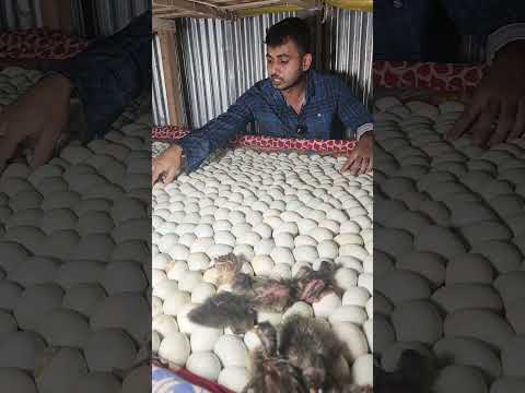 তুষ এবং হারিকেন দিয়ে মাসে ১ লক্ষ হাঁসের বাচ্চা উৎপাদন 01719900048