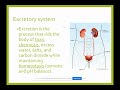 Digestive and Excretory System Insights