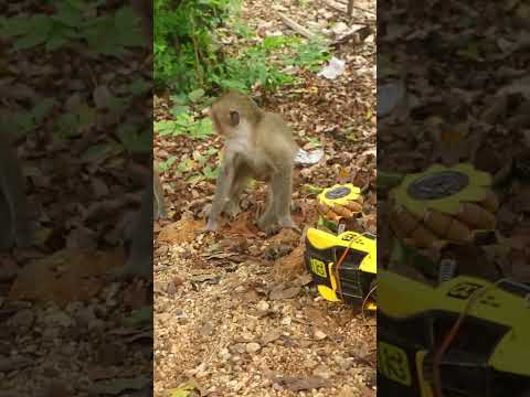 Monkey video Prank monkey #funny #monkey #monkeyvideo #animals #funnyanimal #monkeyshow #animals