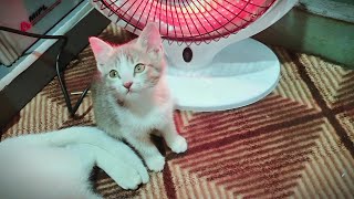 Cutie Pie Cat Meowing 😺 | Cat Sound | Cat Voice
