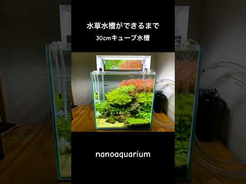 美しい水草水槽ができるまで create an aquarium #shorts #水草水槽 #アクアリウム #aquarium