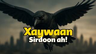 Sidee sirdoonadda caalamku xayawaanka ugu adeegsadaan inay dadka ku dhagaystaan!