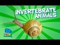 Invertebrate Animal Classification