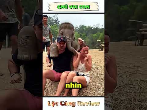Chú voi con | Lộc Căng Review