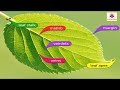 Plant Biology: Photosynthesis and Nutrition