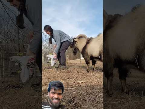 Bakea kar rha hai majak😜#dwarfgoats #sheep