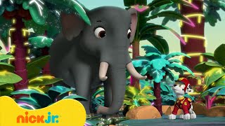 מפרץ ההרפתקאות 🐾: פילים ונמרים | ניק ג'וניור