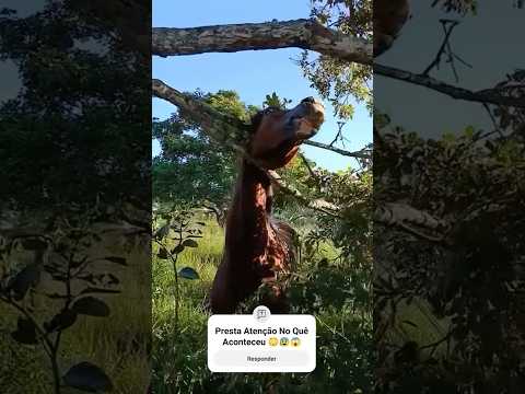 Presta Atenção No Quê Aconteceu 😳😰😱 #pecuarista #fazenda #farm #agro #vidanocampo #pecuaria #gado