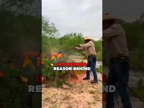 Farmers Burn Cactus to Feed Their Animals🔥🌵