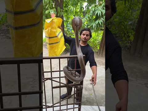 किंग कोबरा सांप से बड़ा बिहार में गेहूँवन सांप😱#viral #shorts