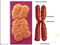Cell Division and Mitosis Concepts