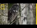 Great Gray Owl Characteristics and Abilities