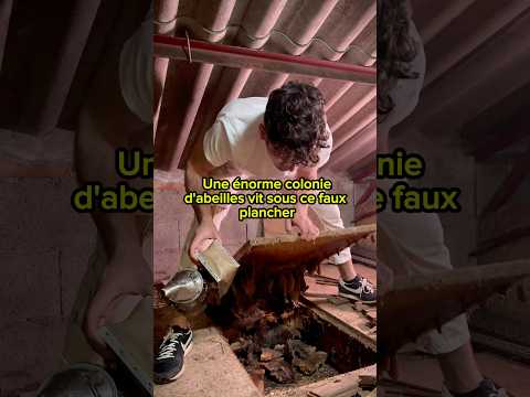 🥺Sauver un essaim d’abeilles condamné🐝 #abeille #bee #miel #ruche #savethebees #honey #apiculture