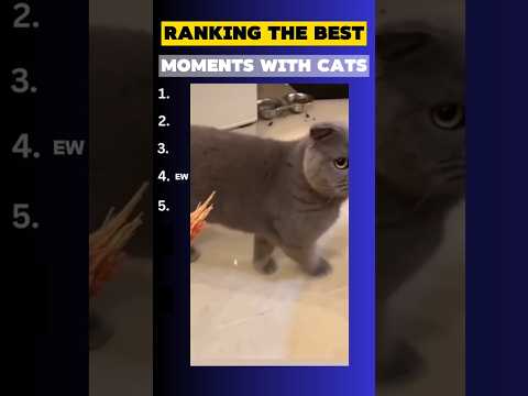 RANKING THE BEST moments with cats😂 #shorts