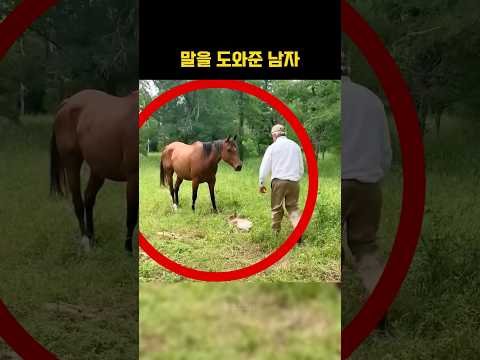 야생 망아지를 도와준 남자