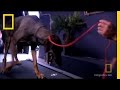 Understanding Treadmill Training for Dogs