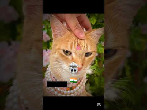 Cats representing Their Country β οΈ