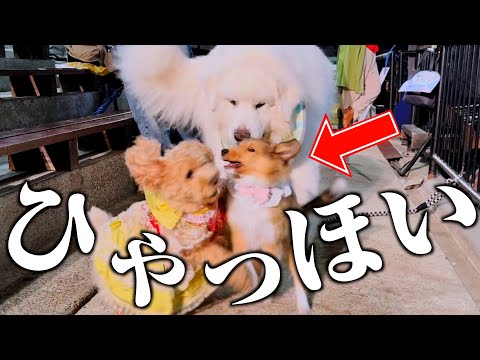 お迎えしたシェルティのクレアちゃん、たくさんお友達ができてめっちゃ楽しそう！