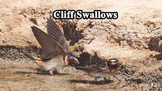 Avian mud gatherers.