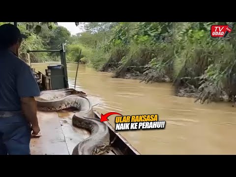 Ngeri!! Pria Ini Terkejut, Ular Raksasa Naik ke Perahunya Saat Memancing di Sungai Hutan Kalimantan