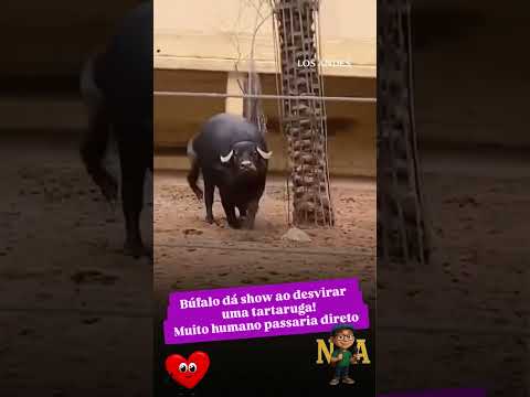 Quando o gigante ajuda o pequeno… nascem os verdadeiros heróis!🌟💓💚