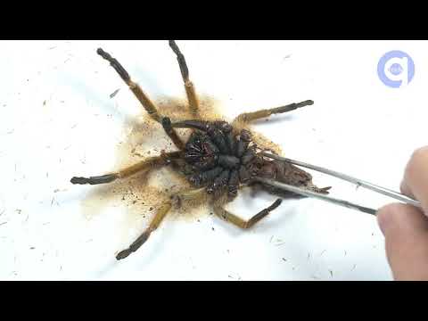 31 Days Spider Timelapse