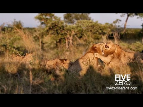 Lion FIGHT! 3 vs 1