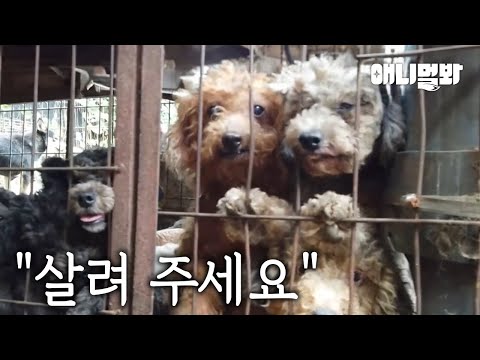 강아지들의 지옥…(충격 주의) | (Shocking) Hell for The Dogs…