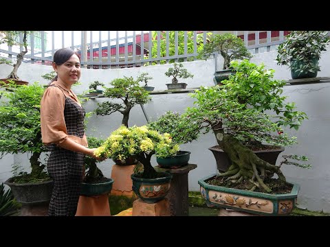 BONSAI PHÚ TÀI 0782211139 BÁO GIÁ LÔ CÂY KIỂNG ĐA CHỦNG LOẠI 20-7-2025 TÂN SƠN TP HCM .