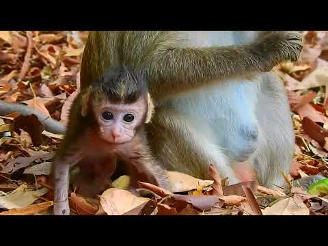 Good baby monkey, you are very adorable
