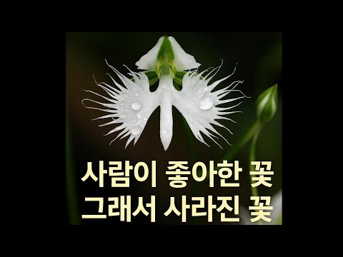“멸종 위기, 숲이 숨겨둔 마지막 흰날개”