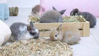 ママ譲りの食いしん坊に育った四つ子赤ちゃんうさぎ【ホーランドロップ】