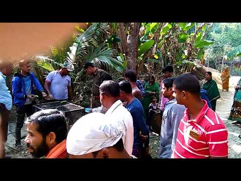 मिर्ज़ा एमडी आरिफ़ दुआरा बंदर को बचाया गया I Monkey rescue by Mirza Md Arif