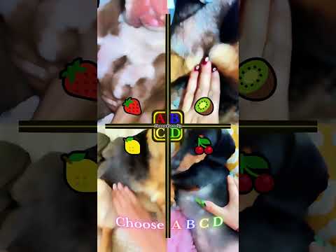 Dogs as toys | rokopitbull vs bet0306 vs hypennon vs augustdoma #shorts #dogs #cutedogs
