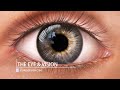 Understanding Vision and the Eye
