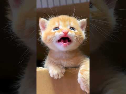 Kittens Meowing and Running