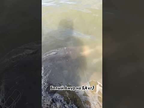 Белый Амур на 5,4 кг) #fishing #shortvideo #рыбалканафидер #video #рекомендации #fyp