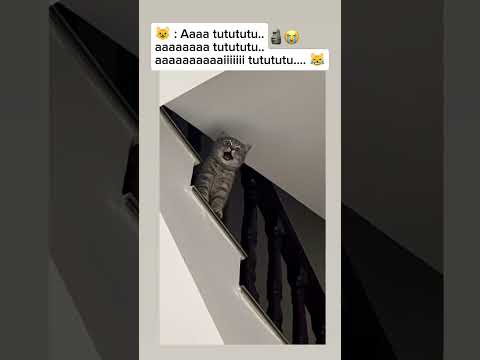 Kucing mujair agak lain #kucing #mujair #shorts #lucu #fyp