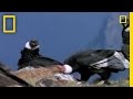 Andean Condors and Their Ecosystem