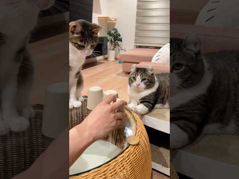 Why can’t human understand? #cat #cute #petsunited #catlovers #funnycats