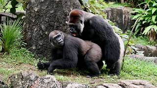 『MとM』スローライフがよく似合うモンタとモモカ🦍🦍『M＆M』Monta and Momoka, Made for the Slow Life 🦍🦍