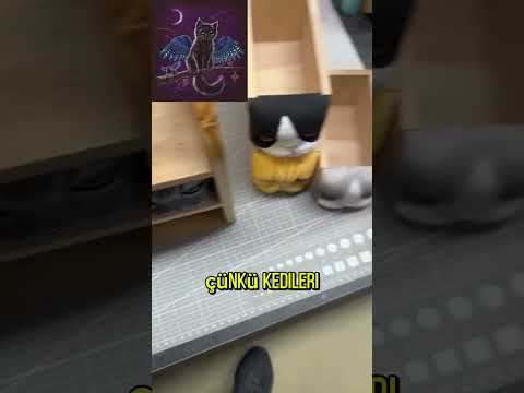 Ölen kedilerin anısına