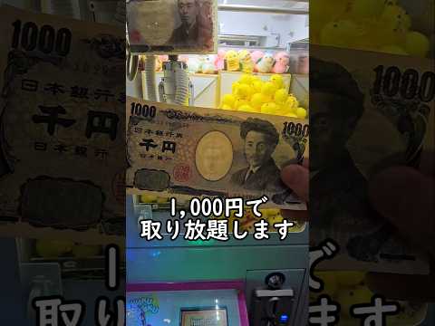 【超大量】ひよこキャッチャー1,000円チャレンジ！ #クレーンゲーム #ひよこ #ゲームセンター