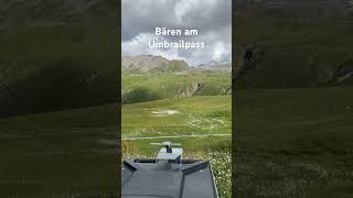 Bären am Umbrailpass